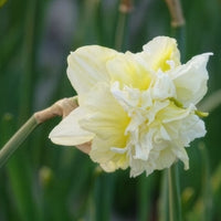 Dubbele Narcissen 'Obdam' (x10) - Narcissus obdam - Bakker