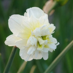 Dubbele Narcissen 'Obdam' (x10) - Bakker