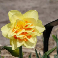 Narcissen - Dubbele Narcissen 'Tahiti' (x10) - Narcissus Tahiti