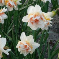 Dubbele Narcissen 'Replete' (x10) - Narcissen - Bakker