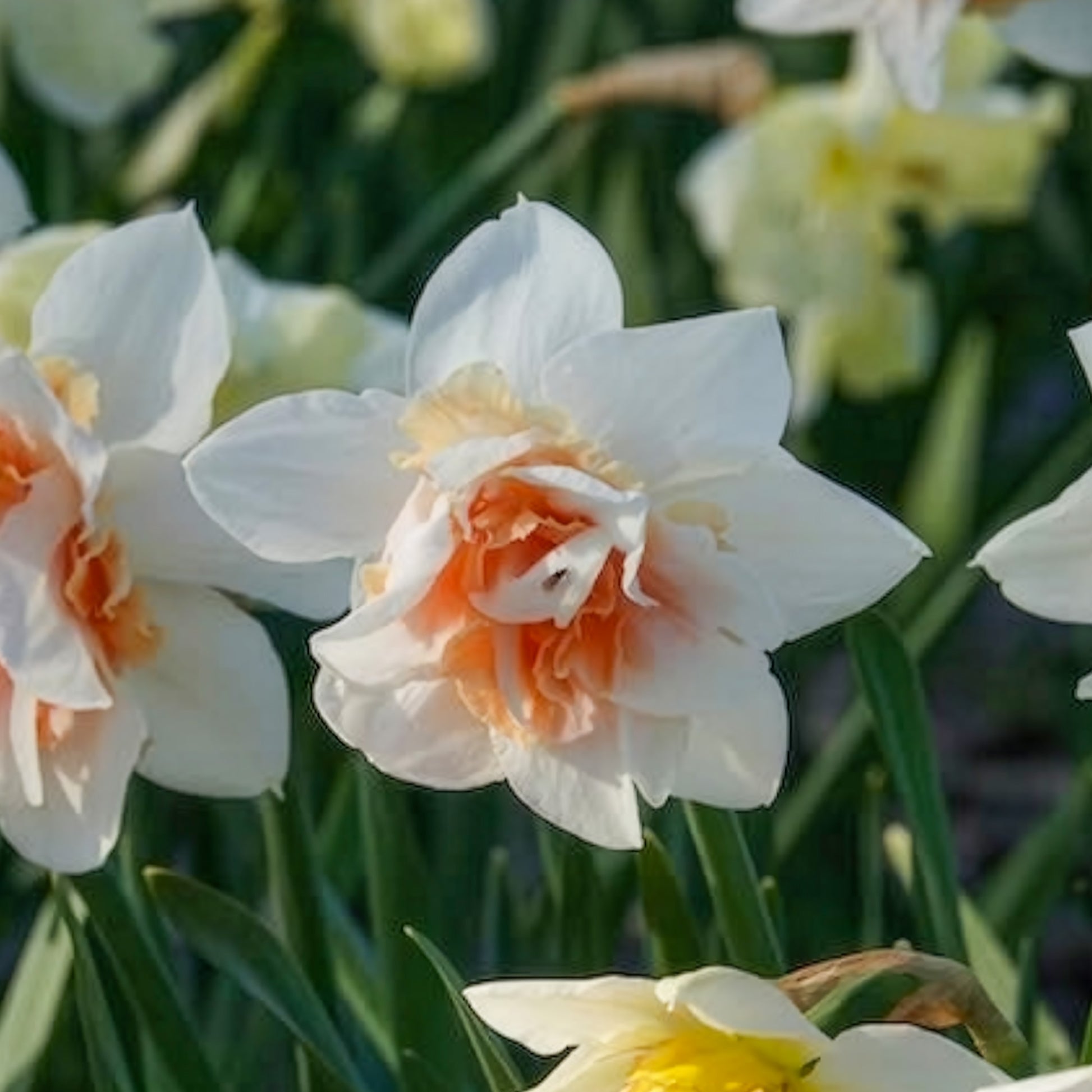 Verkoop Dubbele Narcissen 'Replete' (x10)