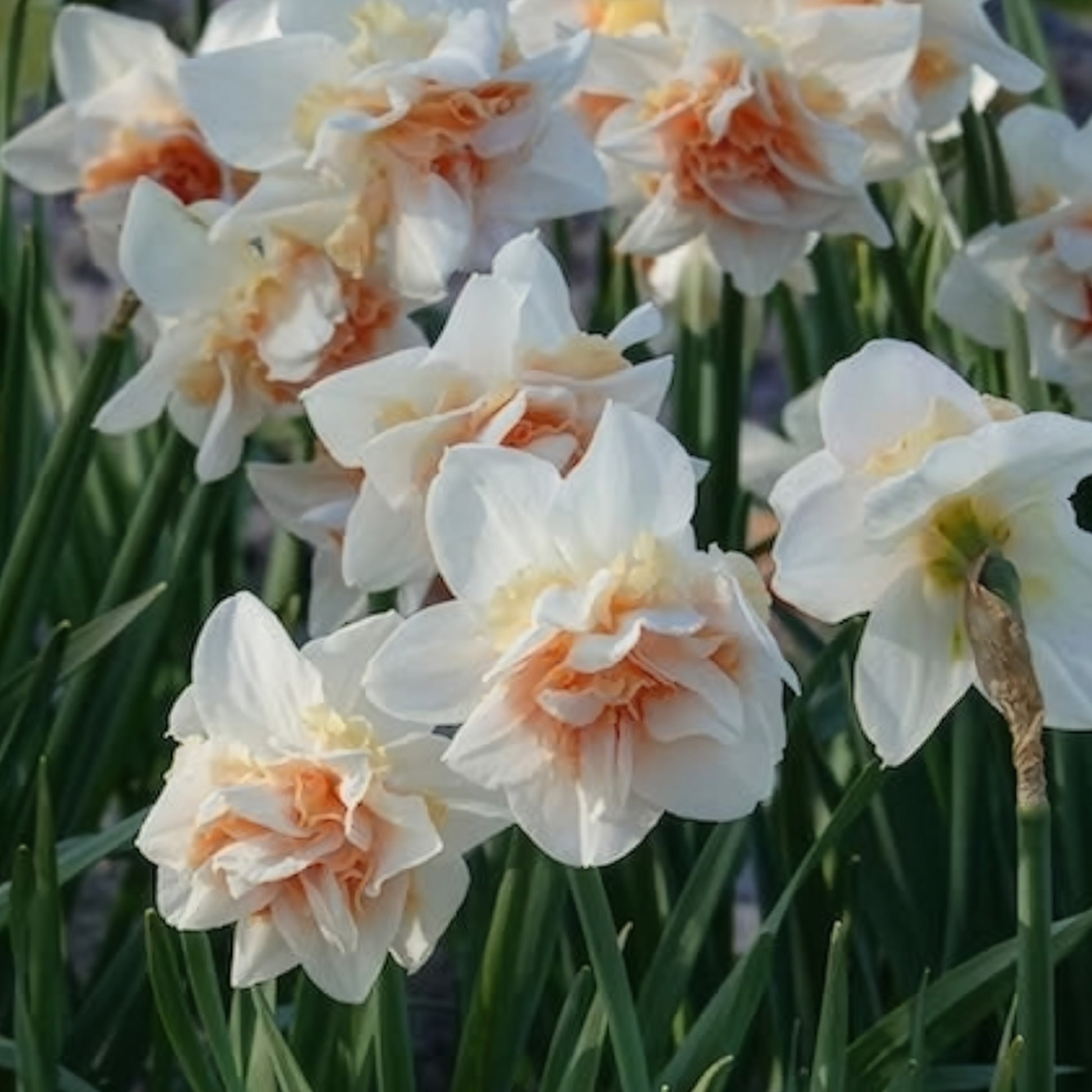Narcissen - Dubbele Narcissen 'Replete' (x10) - Narcissus replete