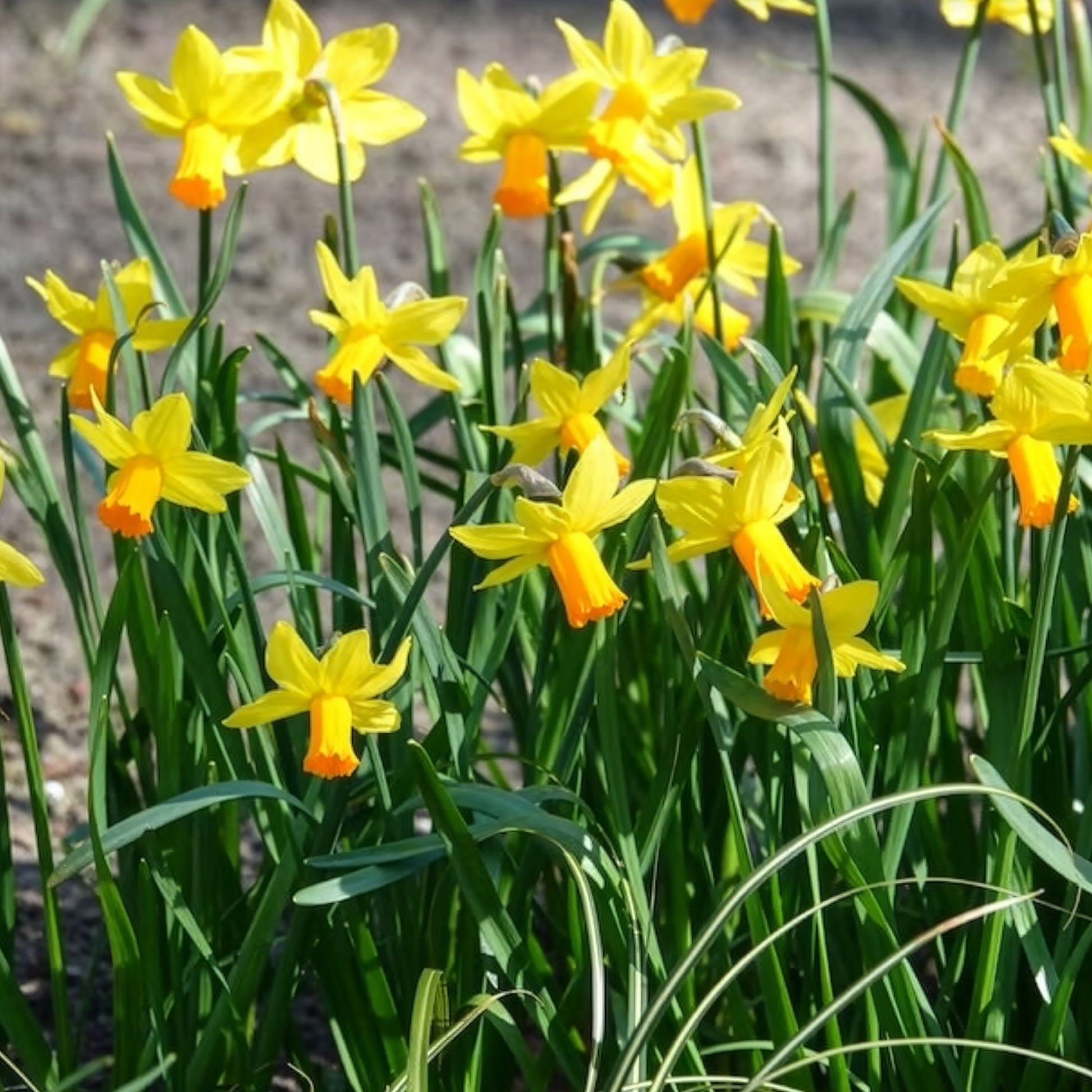 Narcis Jet Fire (x5) - Narcissen - Bakker