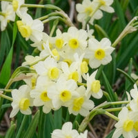 Narcis Minnow (x10) - Narcissen - Bakker