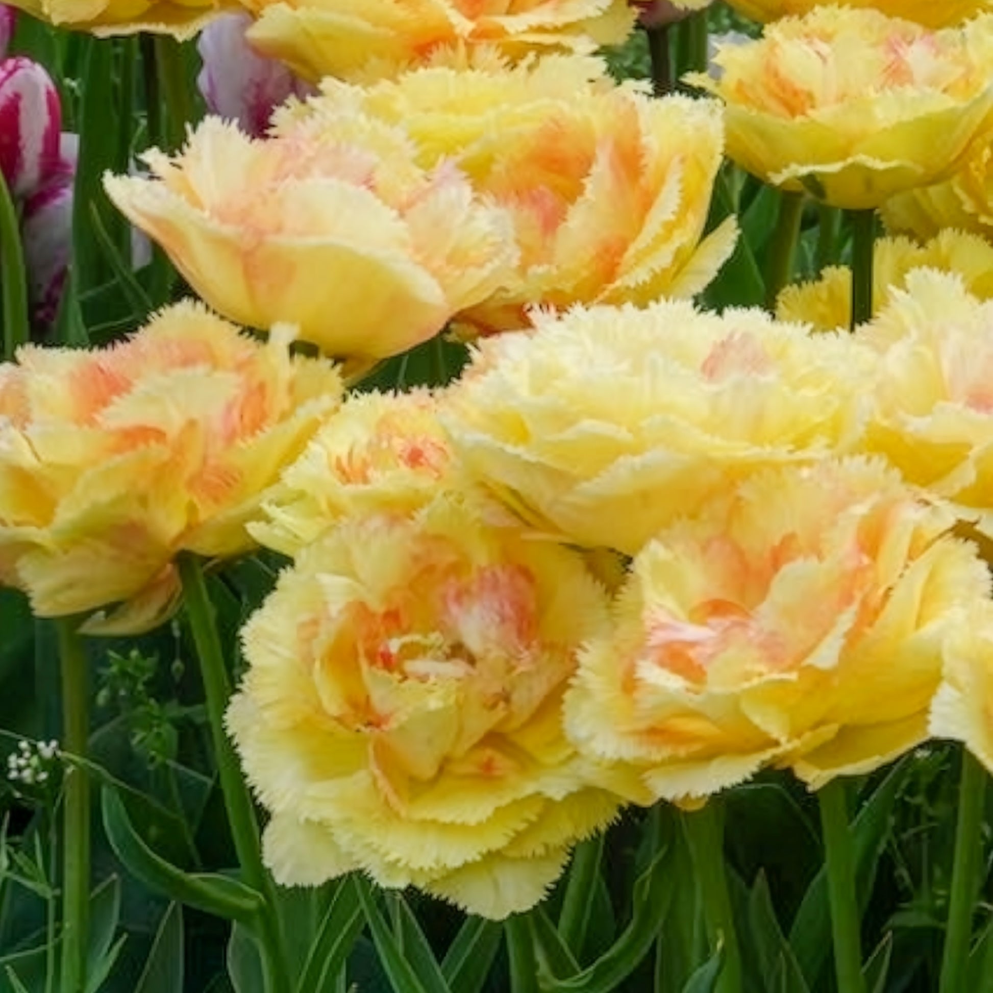 Tulp 'Vaya con Dios' - Bakker