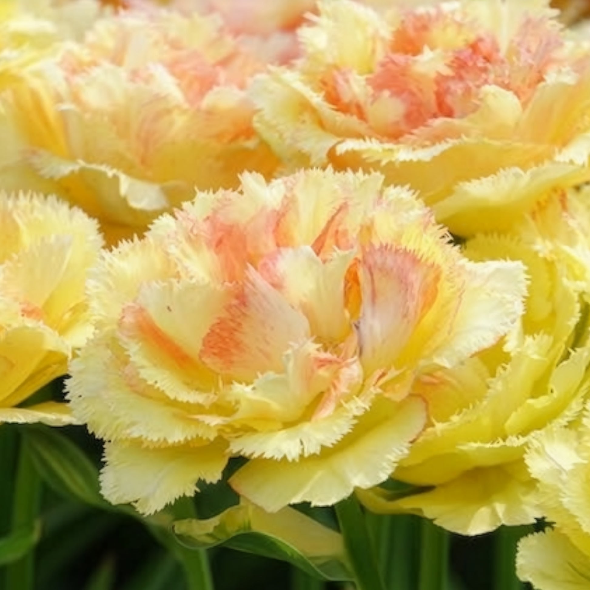 Tulipa vaya con dios - Tulp 'Vaya con Dios' - Tulpen
