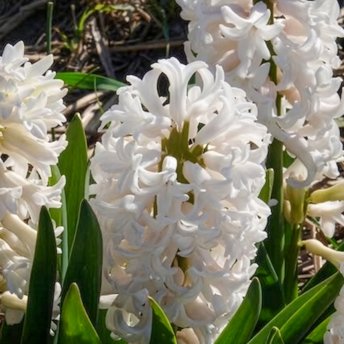 Witte Hyacinthen (x3) - Hyacinthus orientalis - Bakker