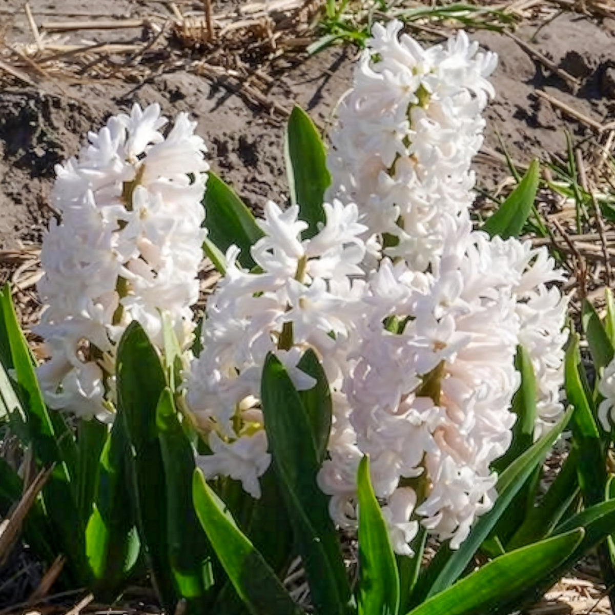 Witte Hyacinthen (x3) - Bakker