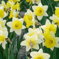 Verkoop Narcissen - Narcissen 'Goblet' (x10)