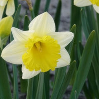 Narcissen 'Goblet' (x10) - Narcissen - Bakker