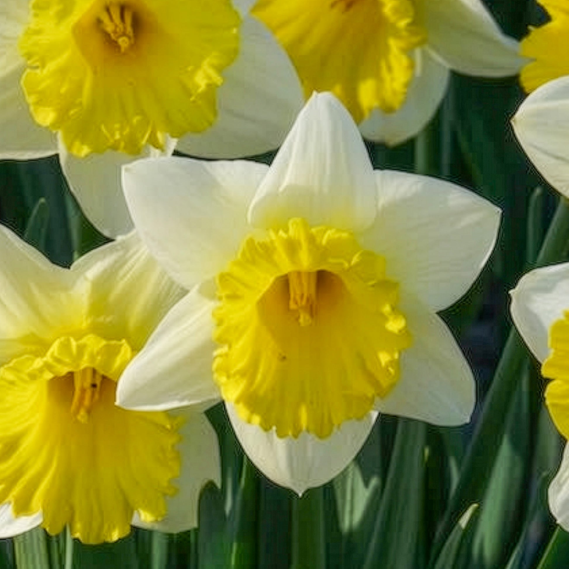 Verkoop Narcissen 'Goblet' (x10)