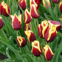 Tulpen - Tulpen 'Gavota' (x10) - Tulipa gavota
