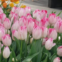 Tulipa supri erotic - Triumph tulpen 'Supri Erotic' (x10) - Tulpen