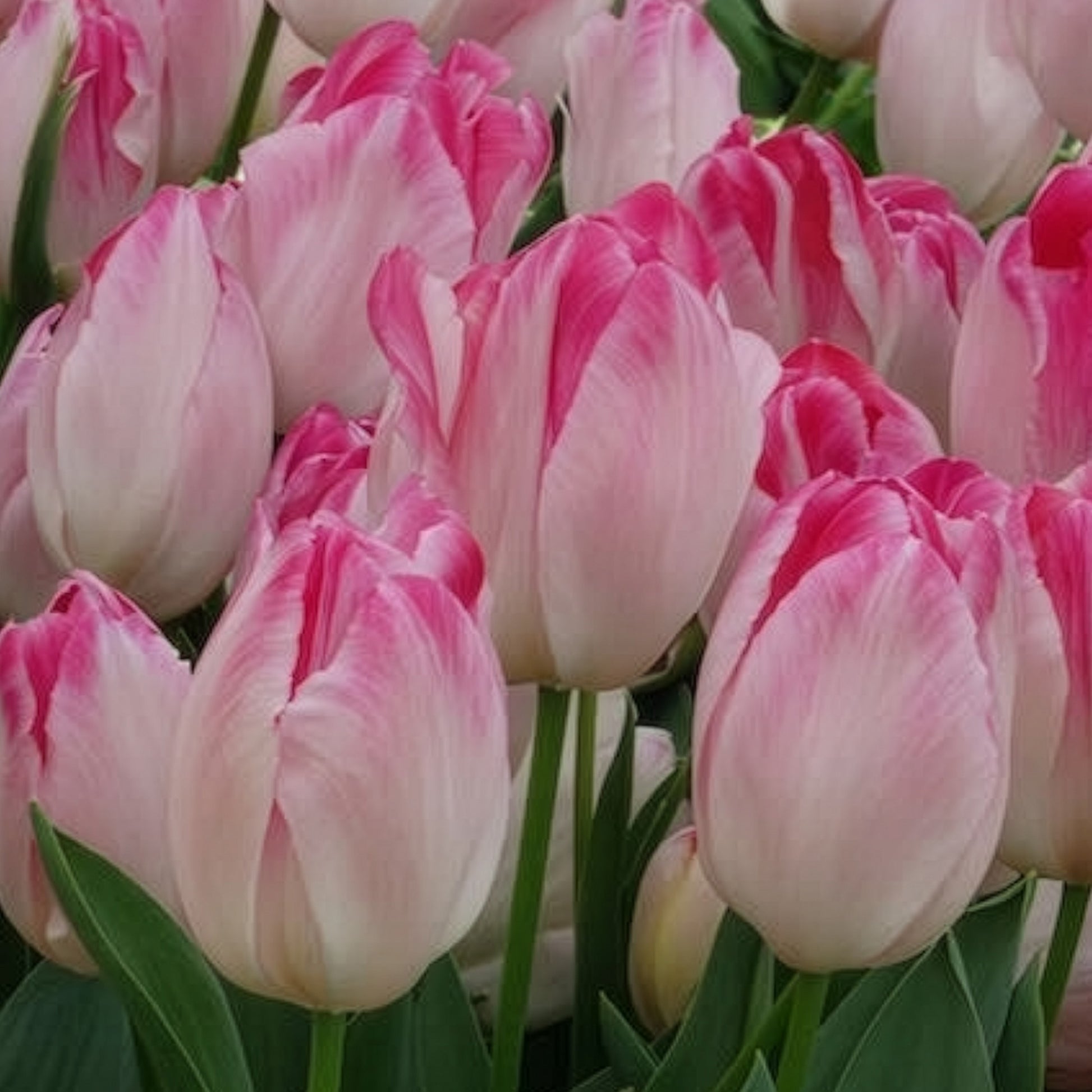 Tulpen - Triumph tulpen 'Supri Erotic' (x10) - Tulipa supri erotic