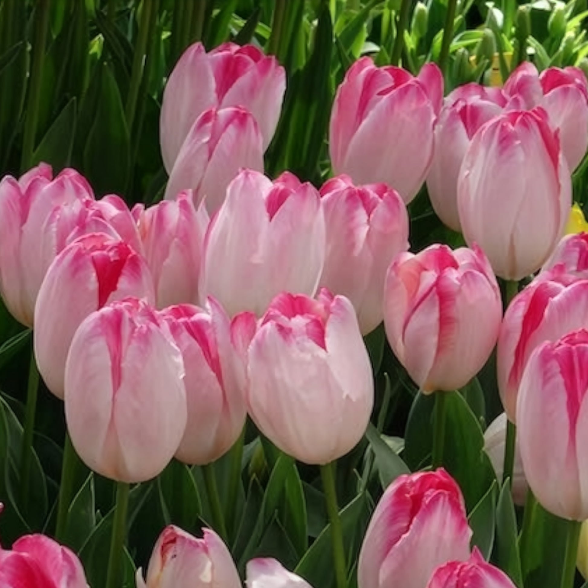 Triumph tulpen 'Supri Erotic' (x10) - Tulpen - Bakker