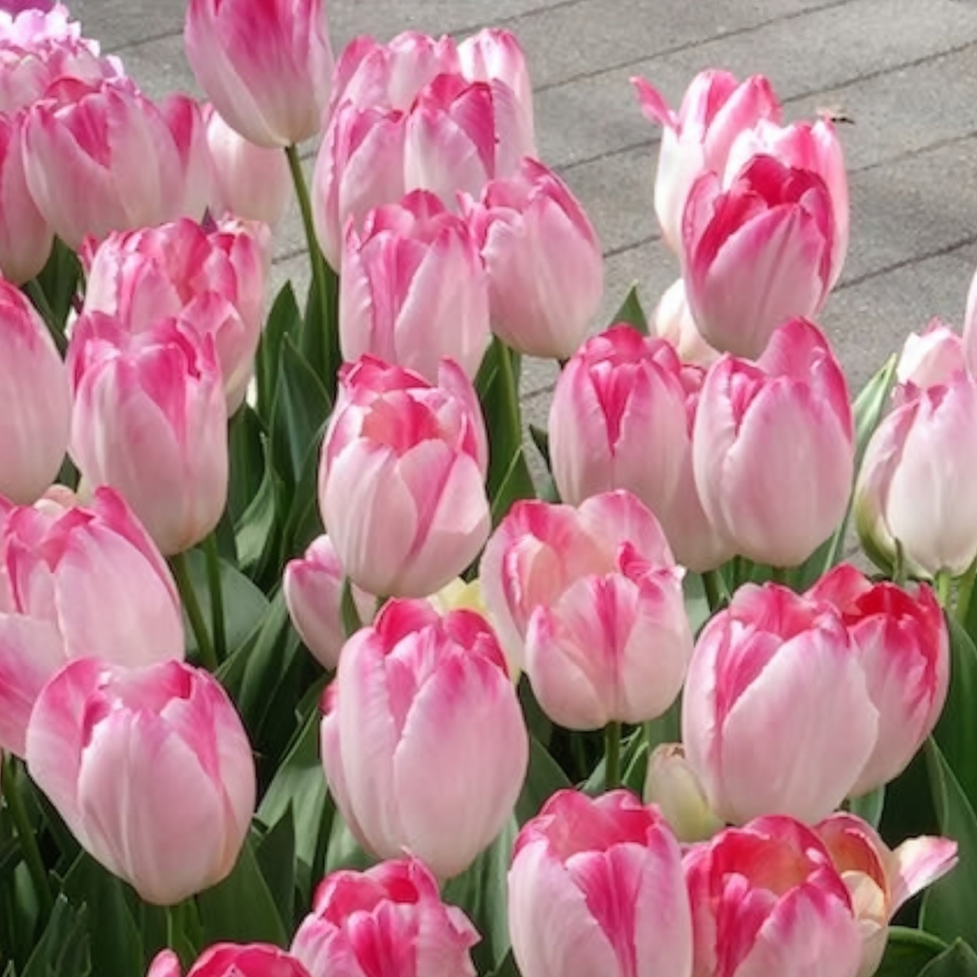 Triumph tulpen 'Supri Erotic' (x10) - Tulipa supri erotic - Bakker