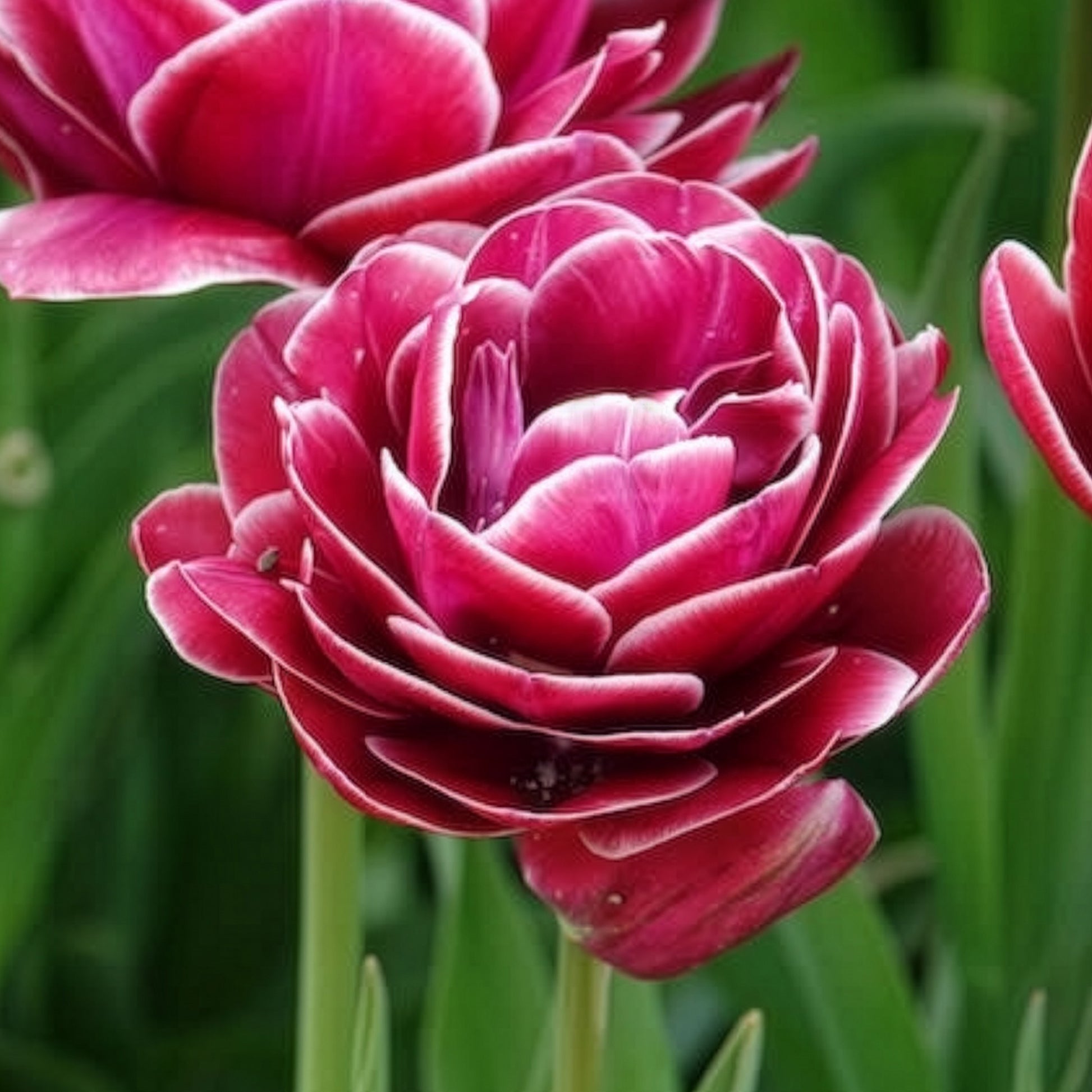 Verkoop Dubbelbloemige tulp 'Dream Touch' (x7) - Tulipa