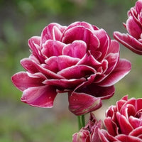Tulpen - Dubbelbloemige tulp 'Dream Touch' (x7) - Tulipa