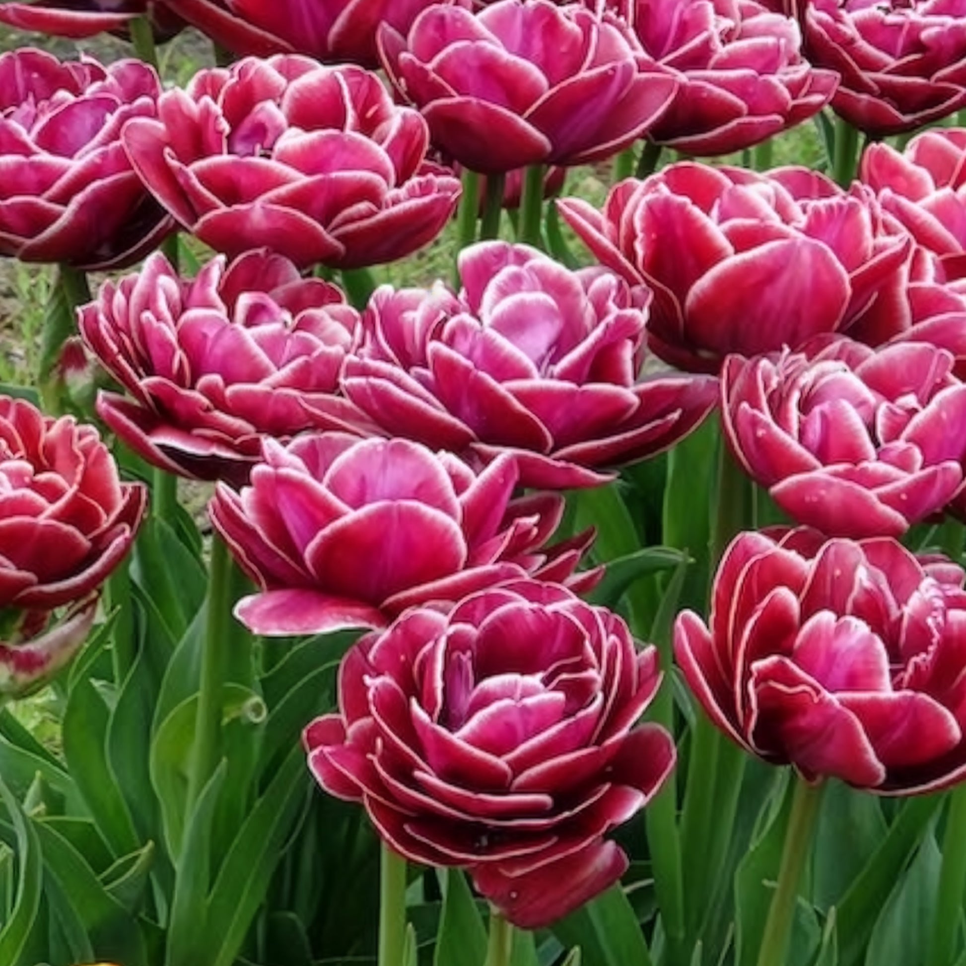 Verkoop Dubbelbloemige tulp 'Dream Touch' (x7)