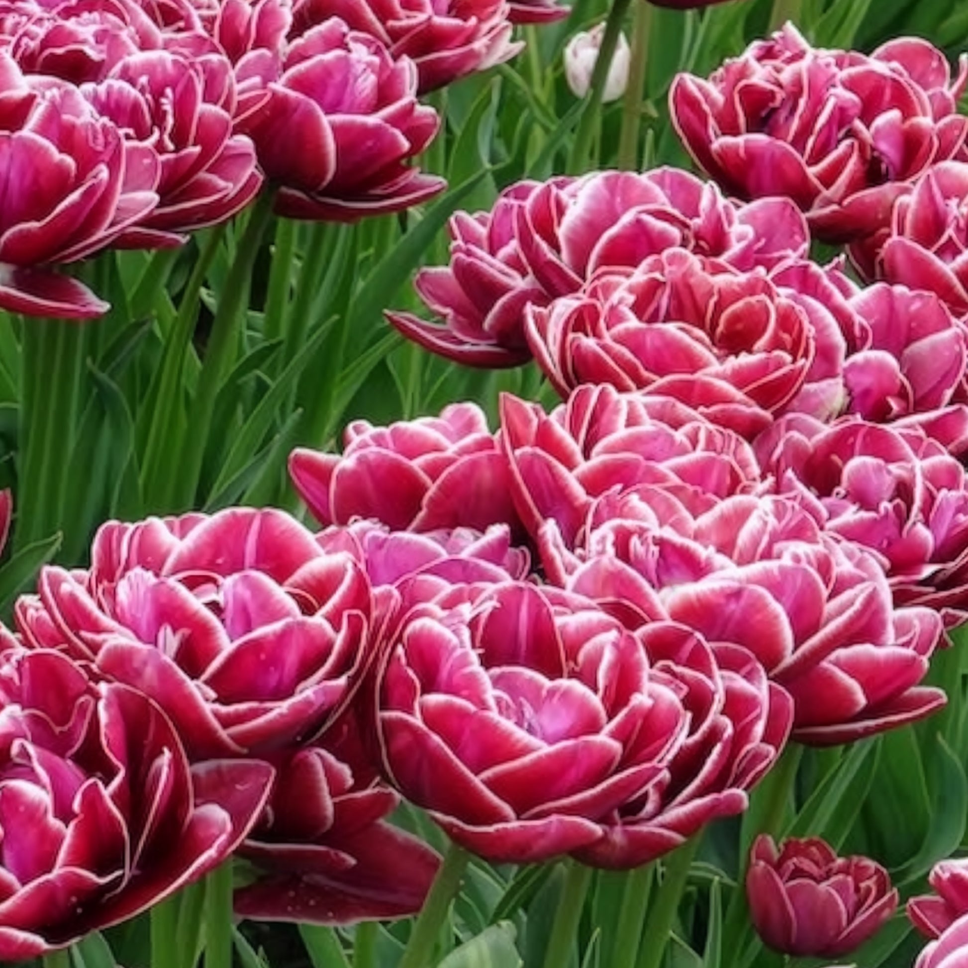 Dubbelbloemige tulp 'Dream Touch' (x7) - Tulpen - Bakker