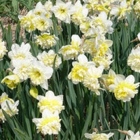 Narcis Ice King (x5) - Narcissen - Bakker