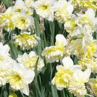 Verkoop Narcis Ice King (x5)