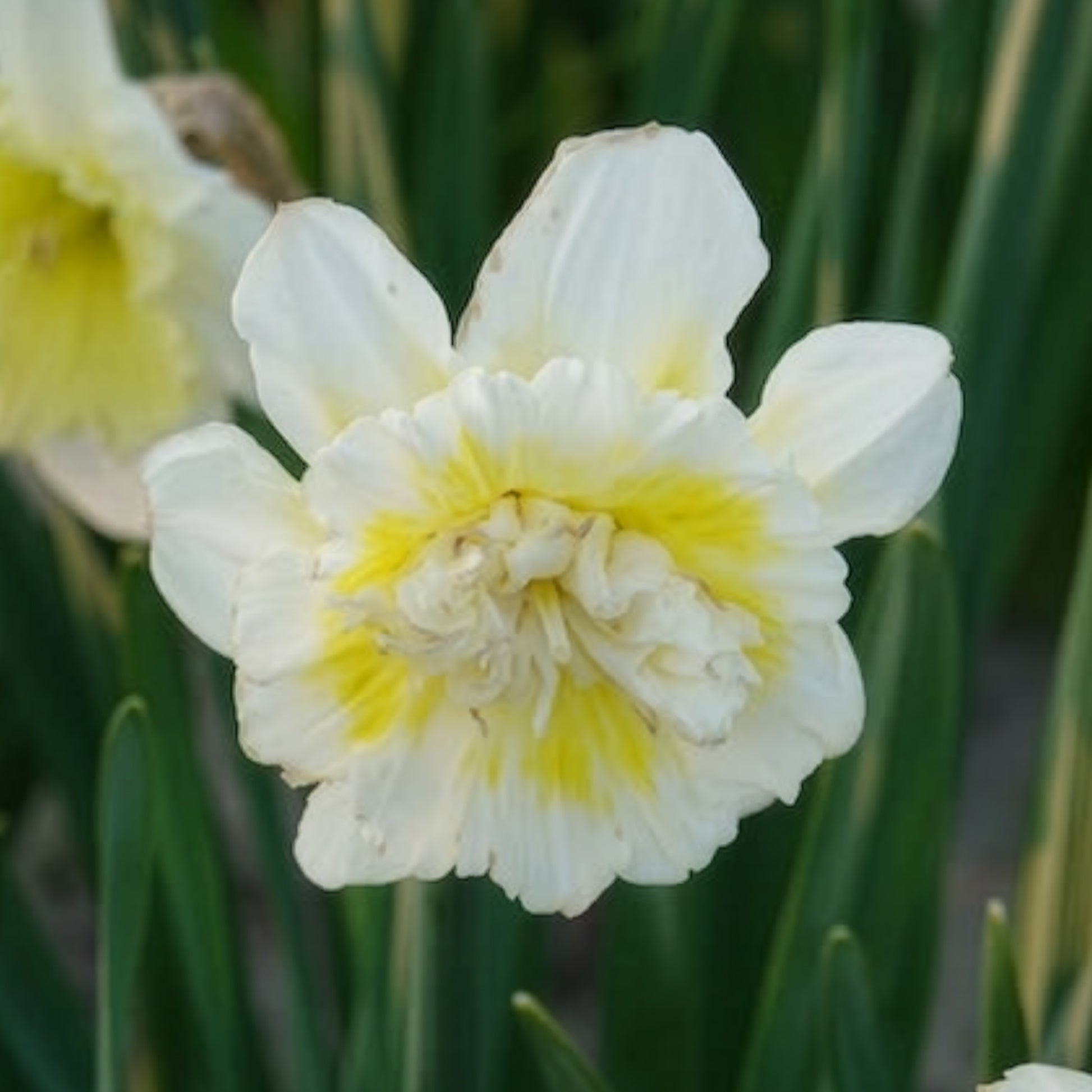 Verkoop Narcis Ice King (x5) - Narcissus ice king