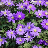 Anemone Blanda Blauw (x30)
