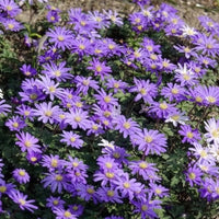 Anemone Blanda Blauw (x30)