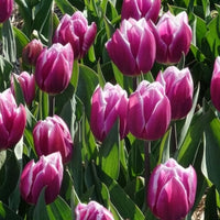 Verkoop Tulpen Triomphe Synaeda blue (x10) - Tulpen