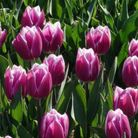 Verkoop Tulpen - Tulpen Triomphe Synaeda blue (x10)