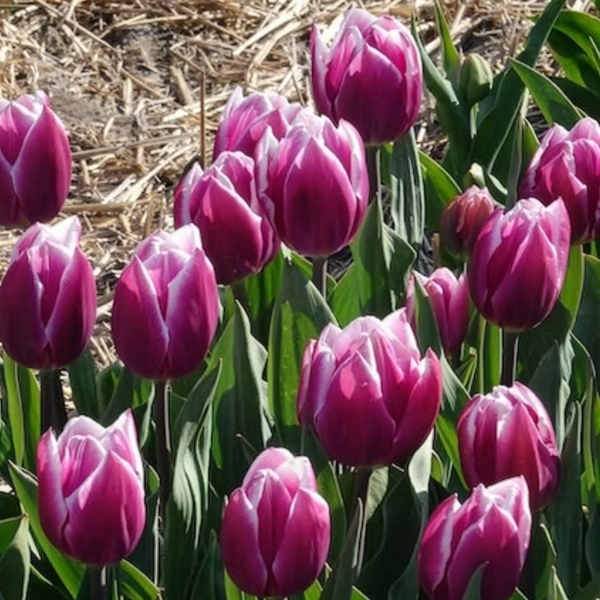 Tulipa Synaeda Blue - Tulpen Triomphe Synaeda blue (x10) - Tulpen
