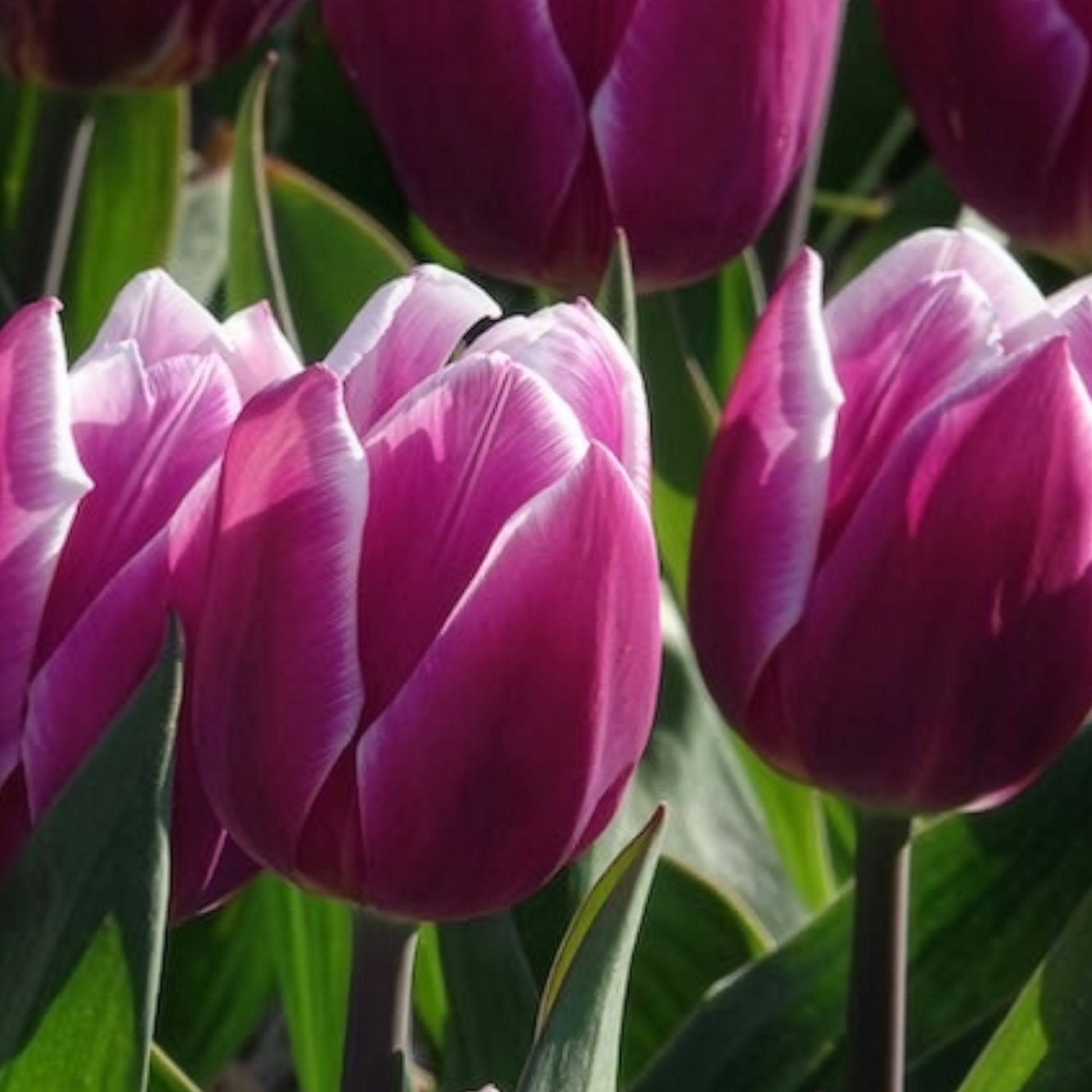Verkoop Tulpen Triomphe Synaeda blue (x10)