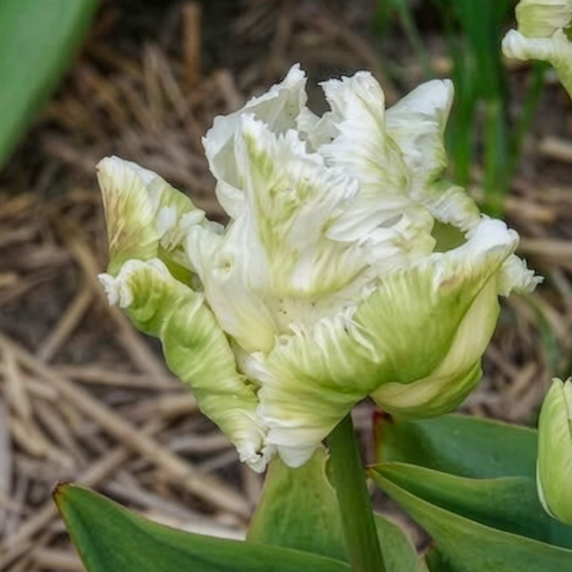 Papegaaitulpen White Parrot (x7) - Tulpen - Bakker