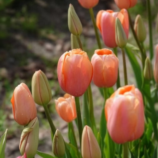 Tulpen Menton - Bakker