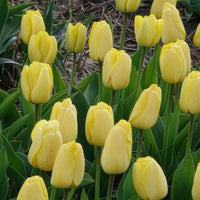 Tulpen - Tulpen Darwin Golden parade - Tulipa 'golden parade'
