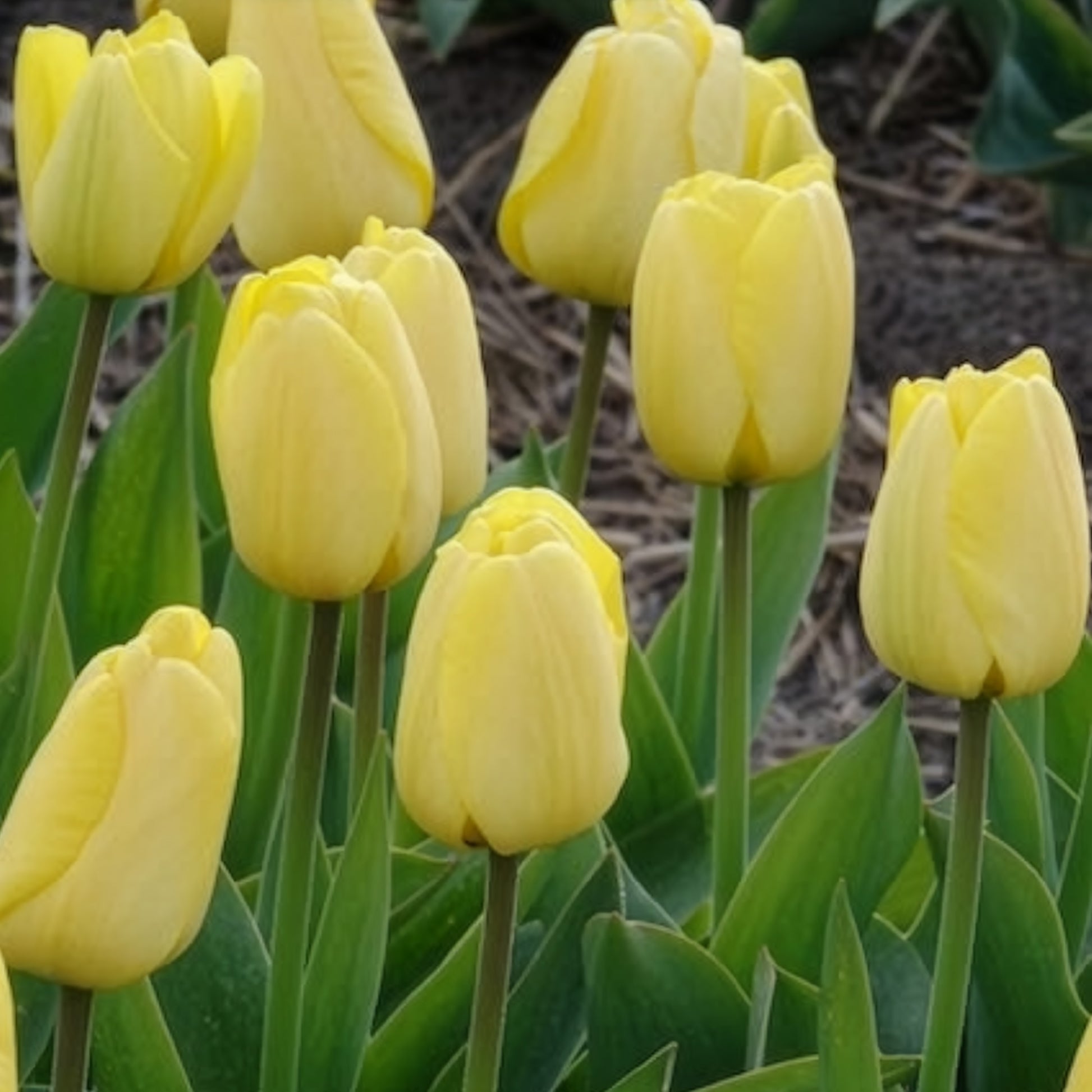Verkoop Tulpen Darwin Golden parade - Tulipa 'golden parade'