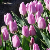 Tulpen Triomphe Candy Prince - Tulipa 'candy prince' - Bakker