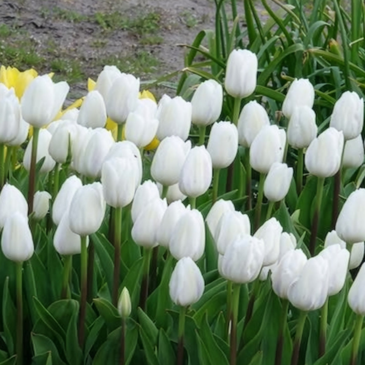 Tulpen Triomphe Royal Virgin - Bakker