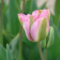 Tulipa 'groenland' - Tulpen Viridiflora Groenland - Tulpen