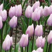Tulpen Triomphe Silver Cloud - Tulipa 'silver cloud' - Bakker