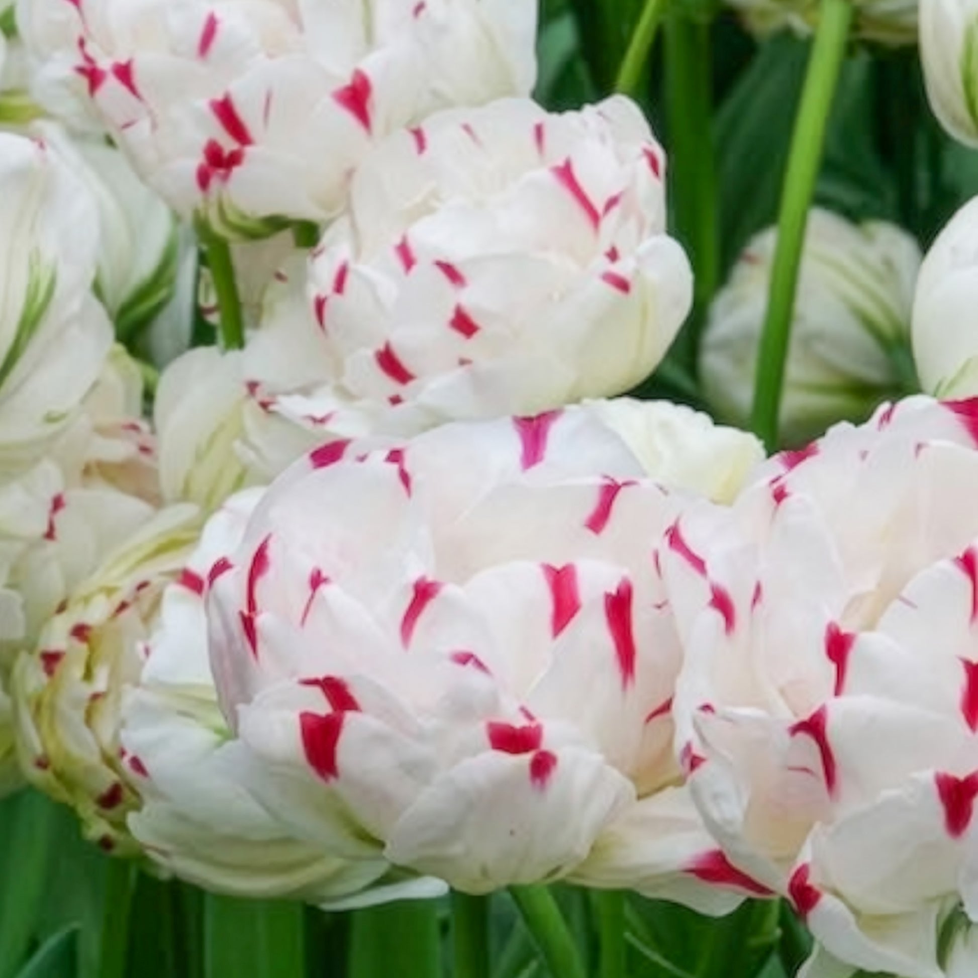 Tulipa Danceline - Dubbele tulpen Dance line - Tulpen