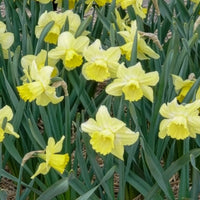 Narcissus Avalon - Narcissen met grote kroon Avalon (x5) - Narcissen