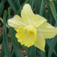 Narcissen met grote kroon Avalon (x5) - Narcissus Avalon - Bakker