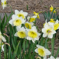 Narcissen - Narcissen met grote kroon Ice follies (x5) - Narcissus 'ice follies'