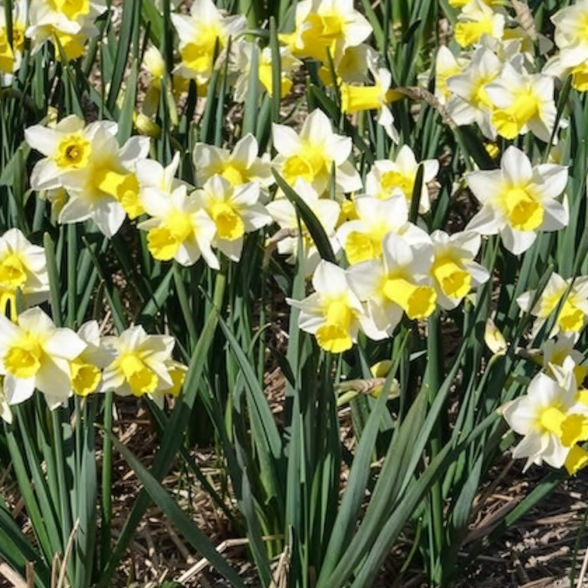Narcissen - Narcissen Golden Echo (x7) - Narcissus 'golden echo'