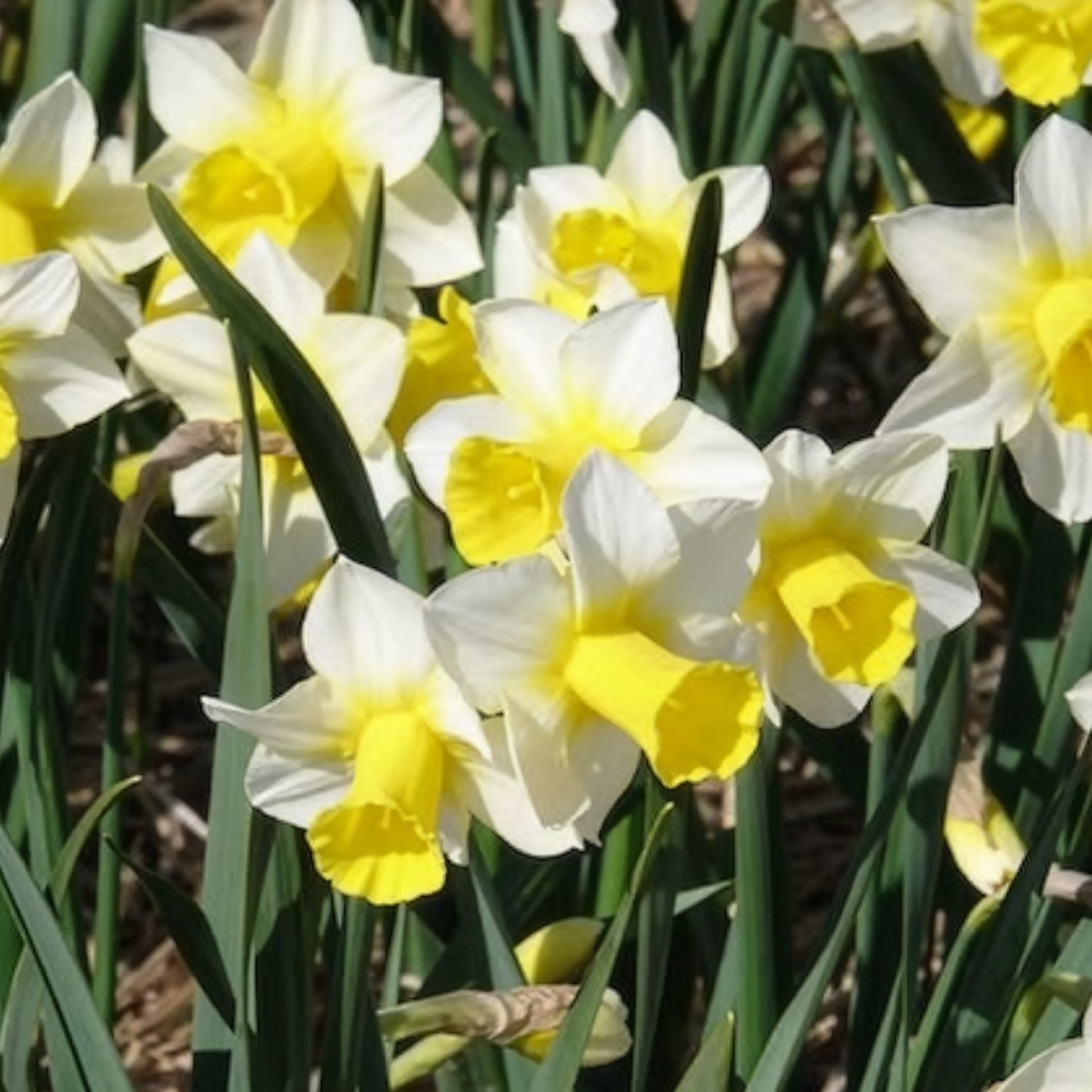 Narcissus 'golden echo' - Narcissen Golden Echo (x7) - Narcissen