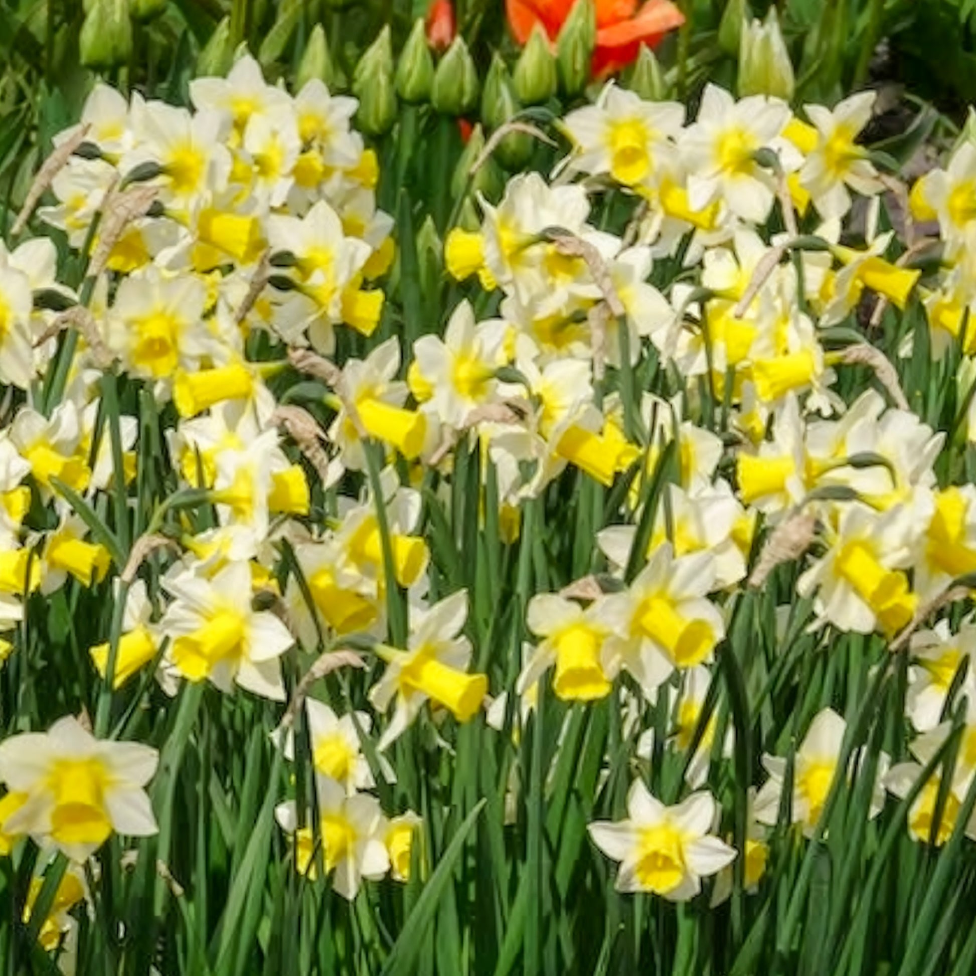 Narcissen Golden Echo (x7) - Narcissen - Bakker