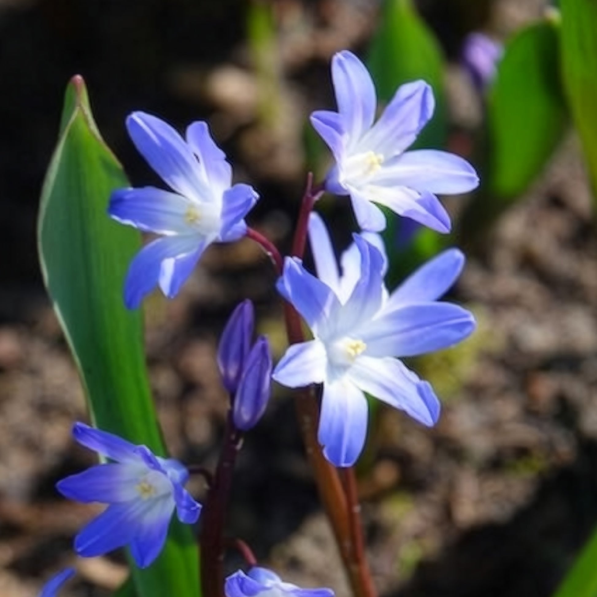 Chionodoxa 'forbesii' - Sneeuwglorie 'Forbesii' - Sneeuwroem