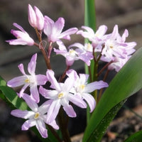 Chionodoxa 'pink giant' - Sneeuwroem 'Pink Giant' - Sneeuwroem